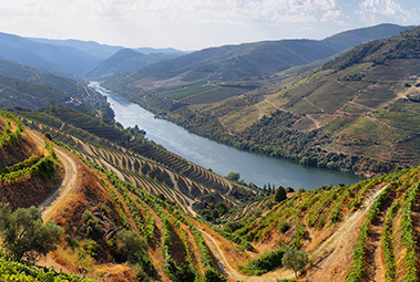 Behind the Alto Douro Wine Region