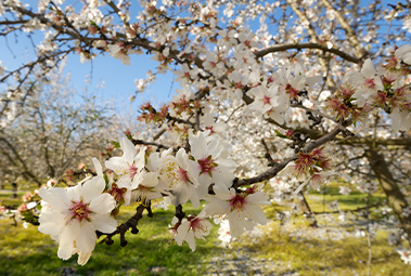  Spring in Portugal: where nature awakens, and we feel it