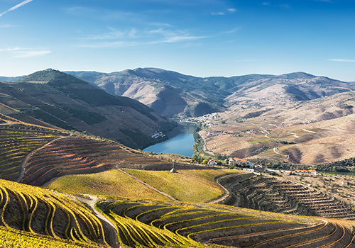 Douro Vinhateiro, Portugal