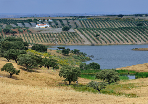 Campo e vinha alentejanos, em Mourão, nas margens do lago Alqueva. 