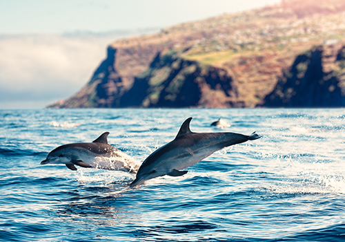 Golfinhos no mar da Madeira