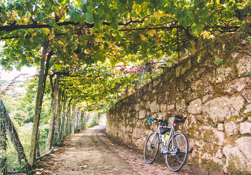 Bicycle on a trail wrapped in vines